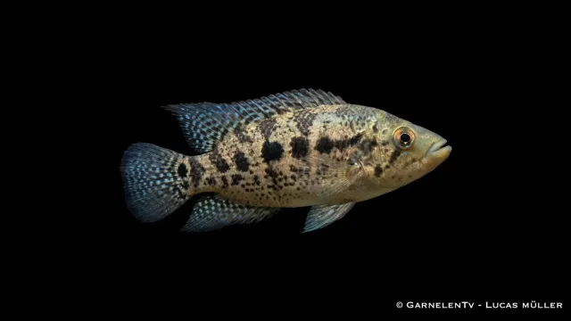 Garnelen TV Parachromis friedrichsthali rov ciklid