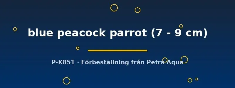 Hybrid Blue Peacock Parrot ciklid 7–9 cm