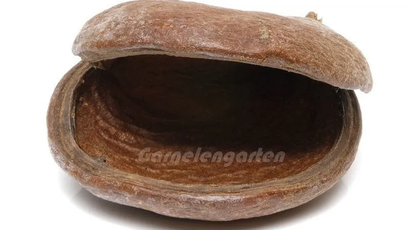 Garnelen TV Badam Schote akvariedekor 1-pack natur