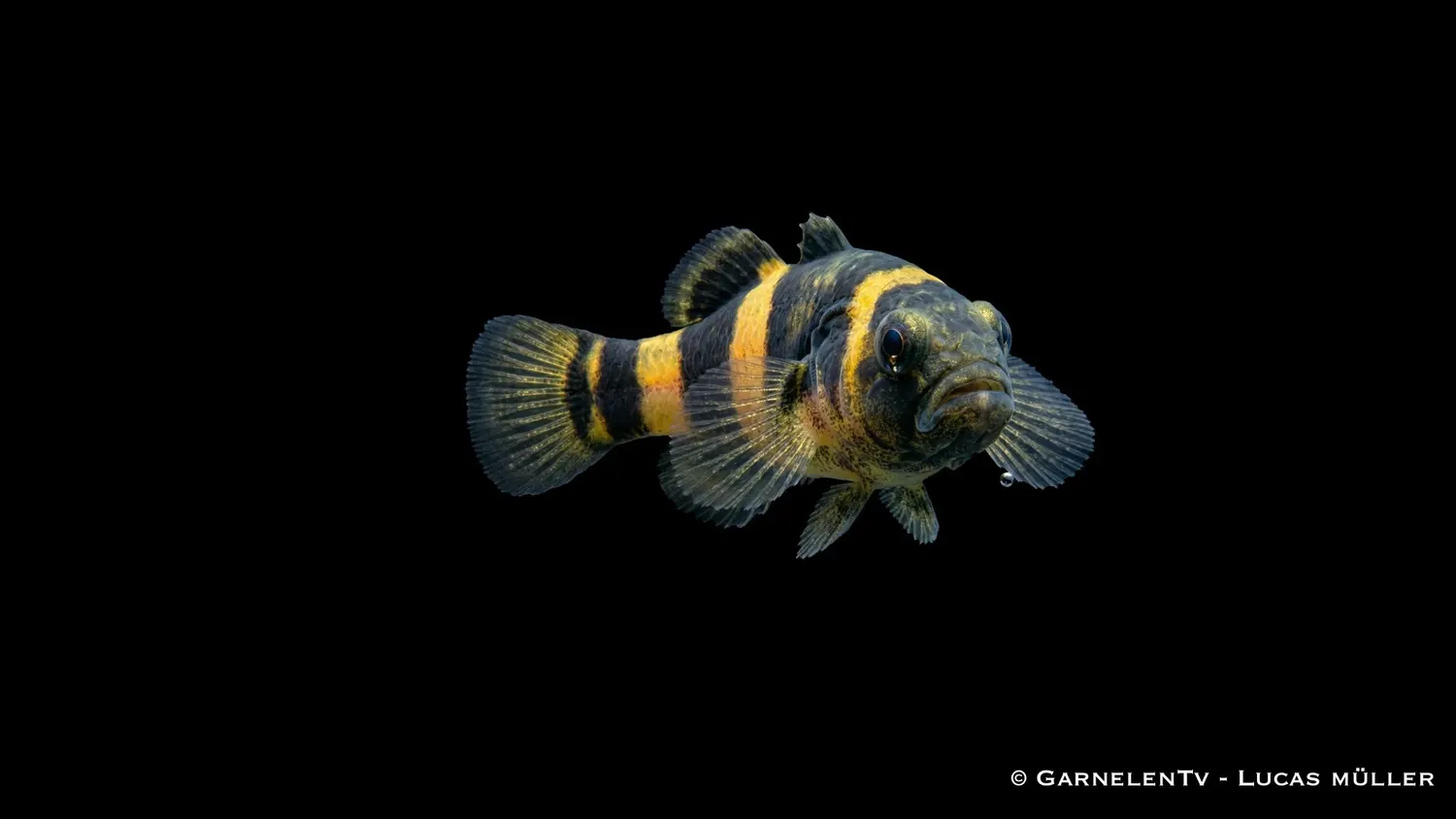 Garnelen TV Brachygobius xanthozona grundel 3-4 cm
