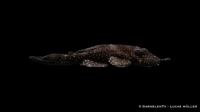 Garnelen TV L181 Ancistrus Tüfelantennmal 4cm prickig