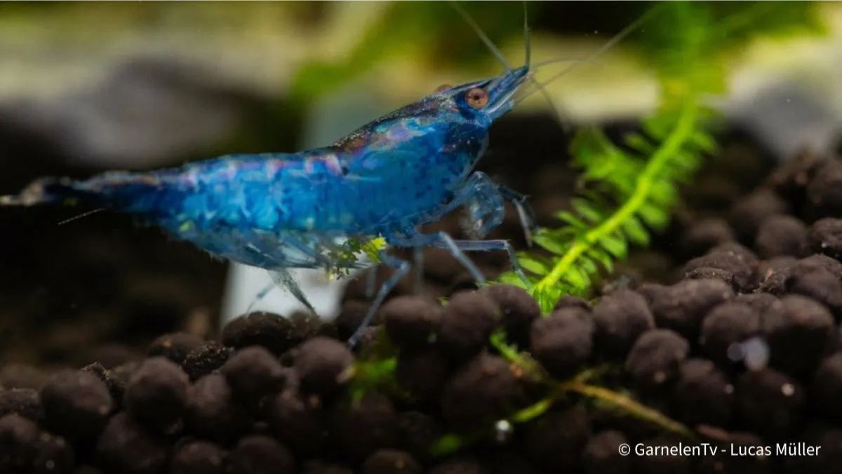 Garnelen TV Neocaridina Blue Carbon Rili räka blå