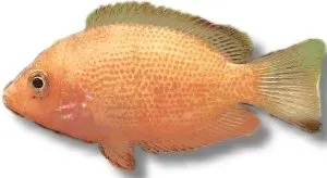 Näsets Ciklidhobby Etroplus maculatus gold ciklid 2–3 cm