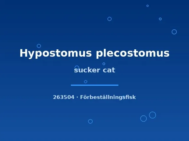 Hypostomus sucker cat 8–10 cm mal algätare