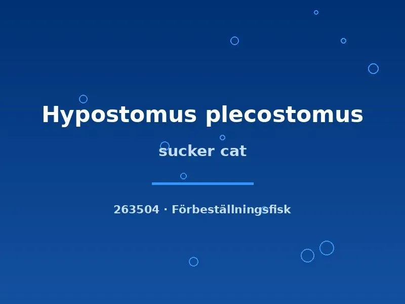 Hypostomus sucker cat 8–10 cm mal algätare