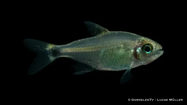 Garnelen TV procyon tetra stimfisk Hyphessobrycon