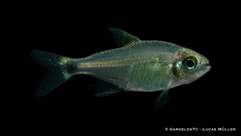 Garnelen TV procyon tetra stimfisk Hyphessobrycon