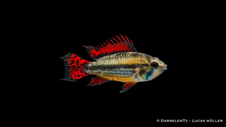 Garnelen TV Apistogramma cacatuoides extra rot ciklid