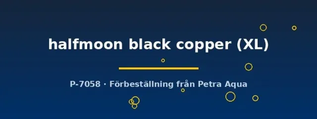 Betta spl. Halfmoon Black Copper kampfisk hane XL