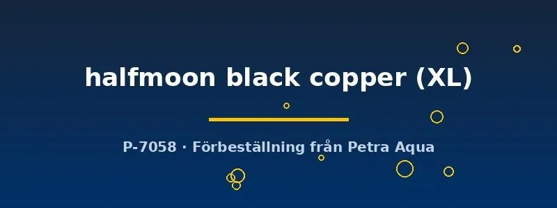 Betta spl. Halfmoon Black Copper kampfisk hane XL