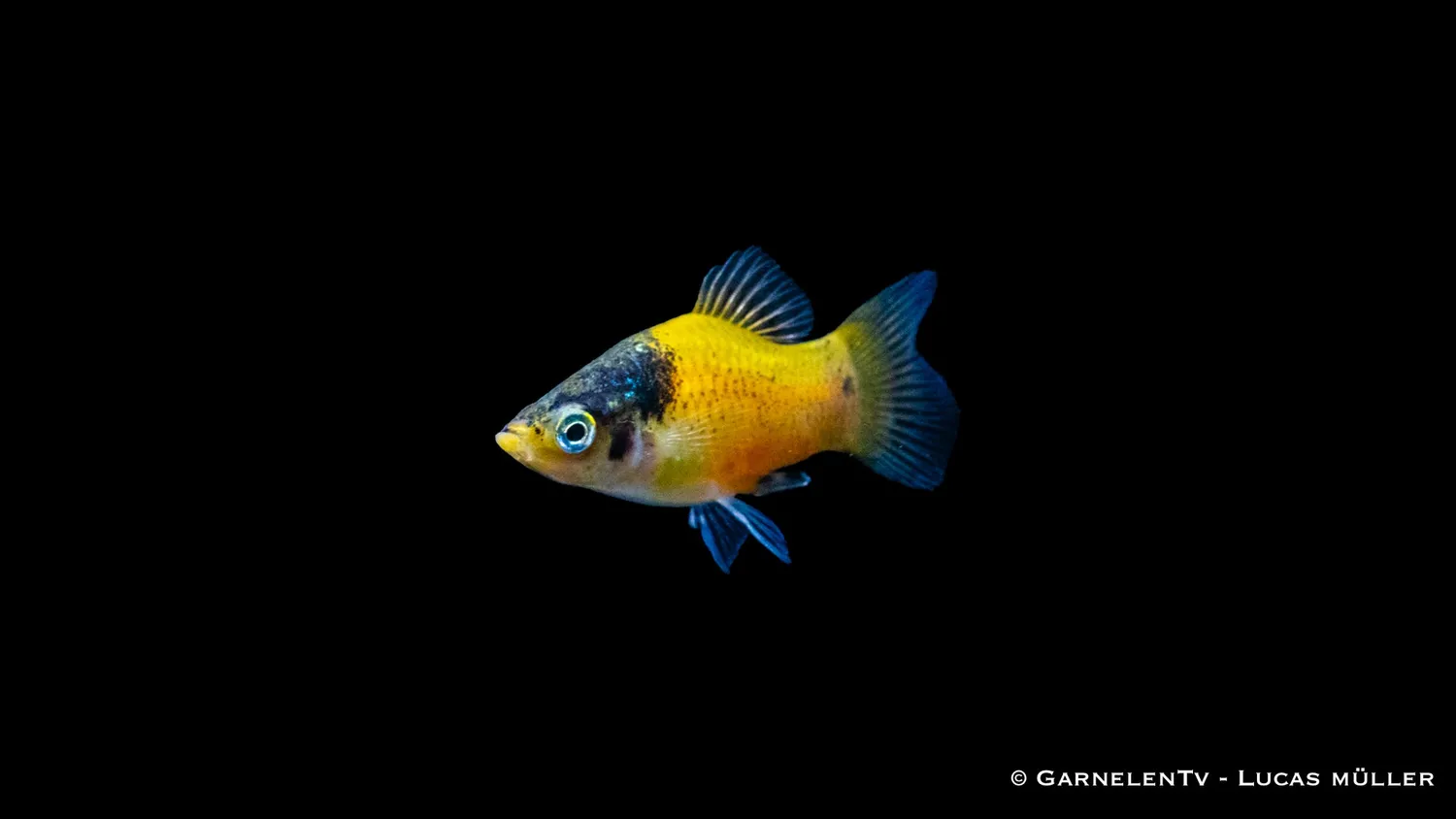 Garnelen TV Hummel Xiphophorus maculatus platy fläckig