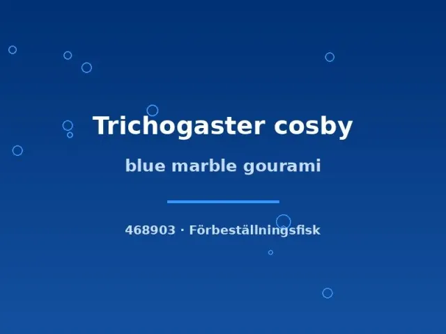 Trichogaster cosby blue marble gurami 4–6 cm