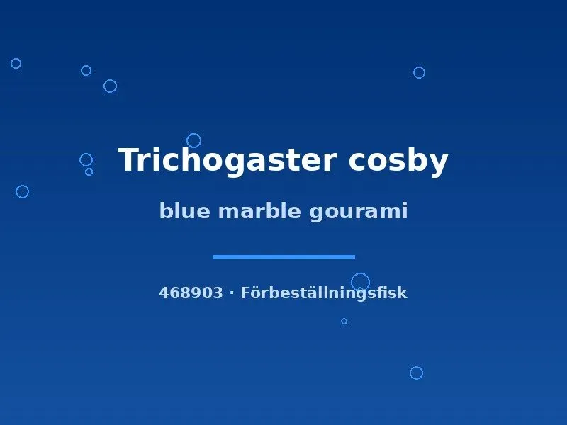 Trichogaster cosby blue marble gurami 4–6 cm