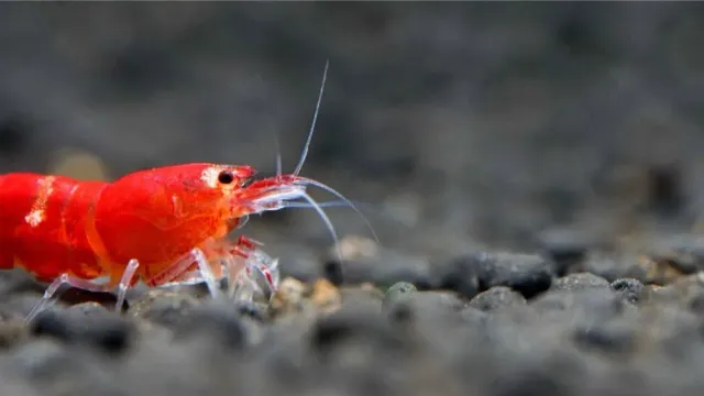 Caridina Logemanni Super Crystal Red dvärgräka röd