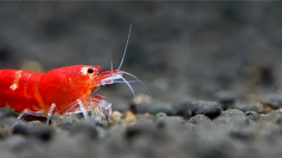 Caridina Logemanni Super Crystal Red dvärgräka röd