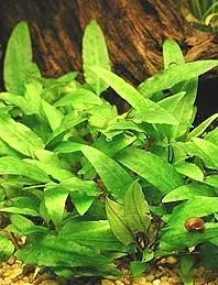 Näsets Ciklidhobby Cryptocoryne wendtii Green växt kruka