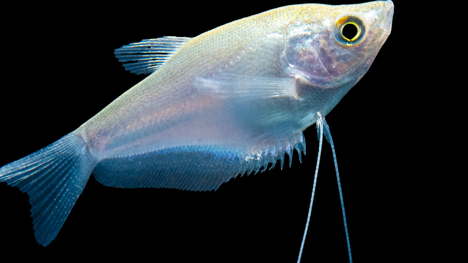 Trichogaster microlepis månskensgurami akvariefisk lugn