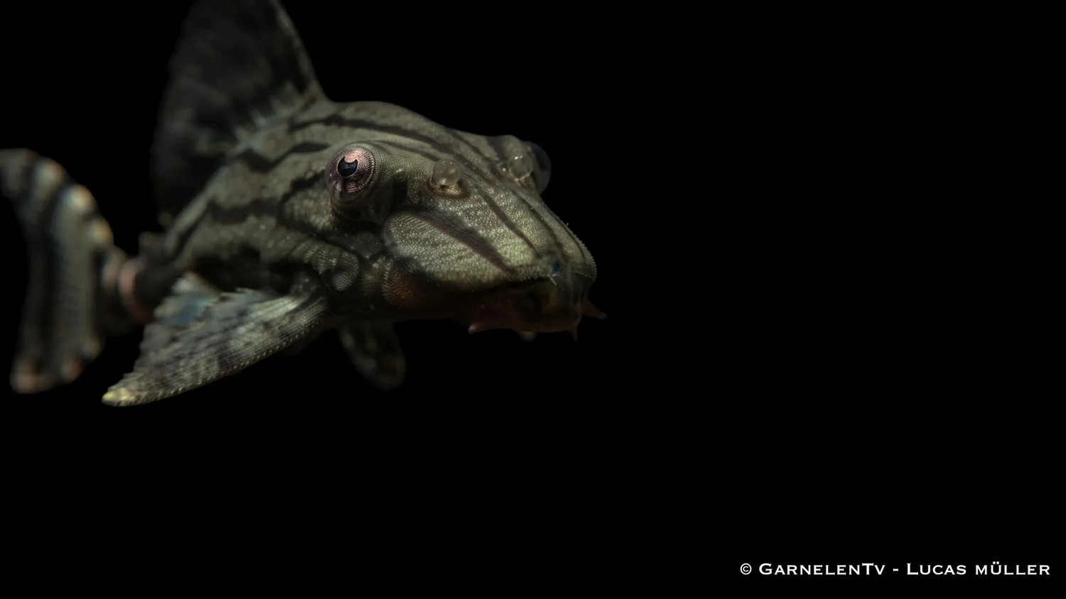 Garnelen TV L 191 Royal Plecostomus mal 30-40 cm