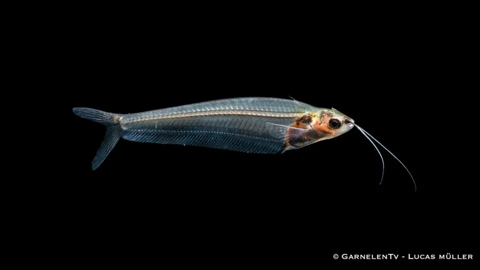 Garnelen TV Indisk glasmal Kryptopterus vitreolus akvariefisk stim