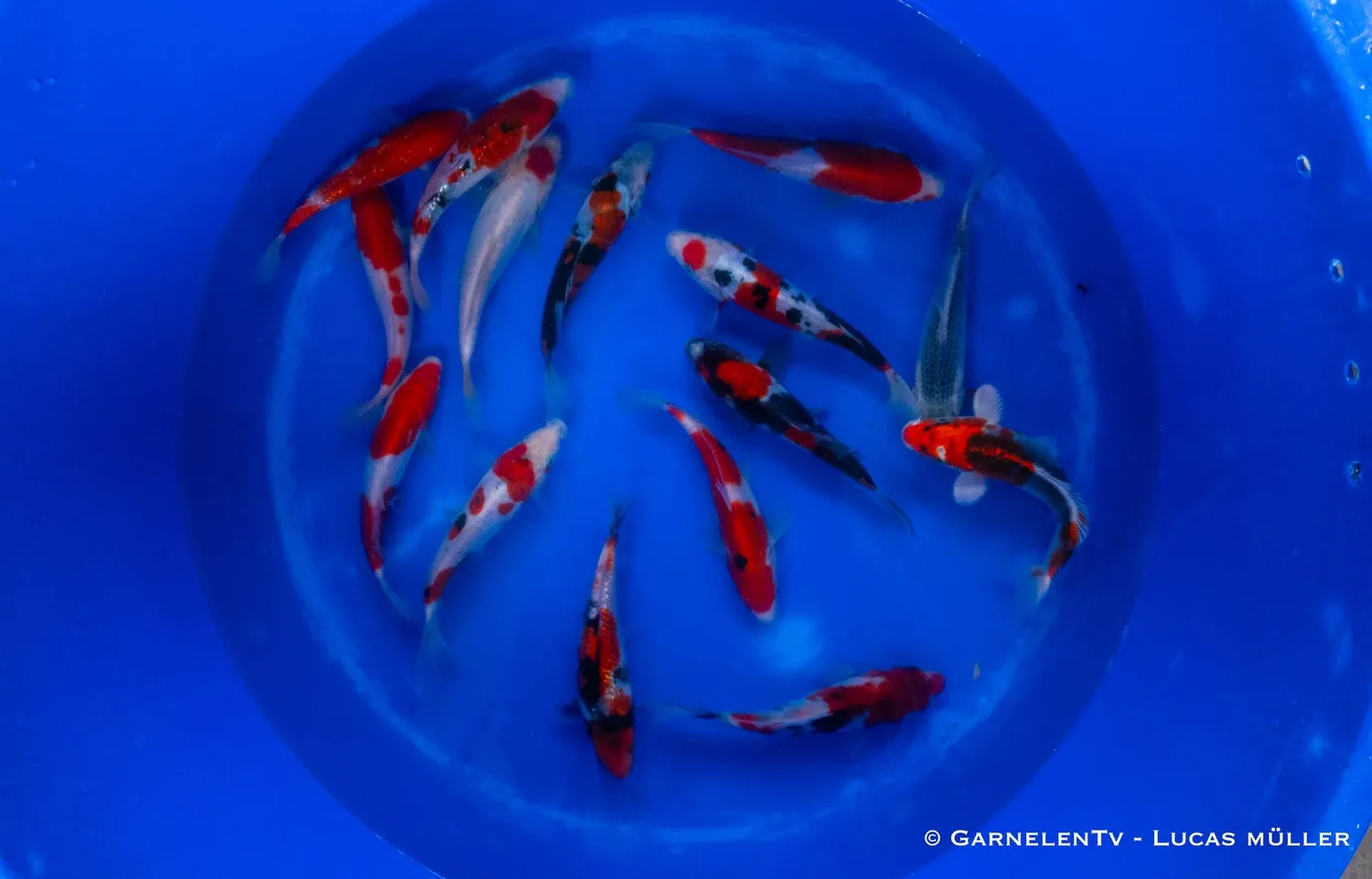 Garnelen TV Japan Koi Takahashi koi 17–19 cm