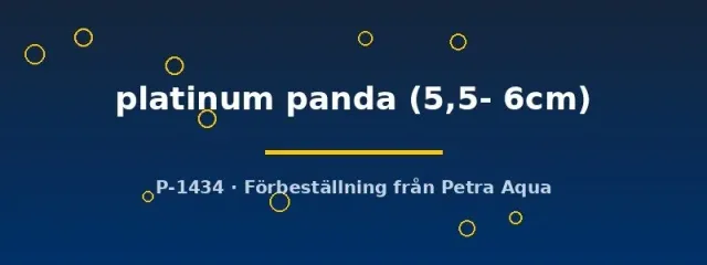 Näsets Ciklidhobby Pterophyllum scalare platinum panda skalar 5,5–6 cm