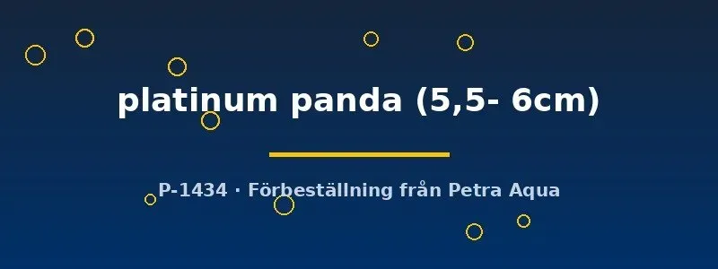 Näsets Ciklidhobby Pterophyllum scalare platinum panda skalar 5,5–6 cm