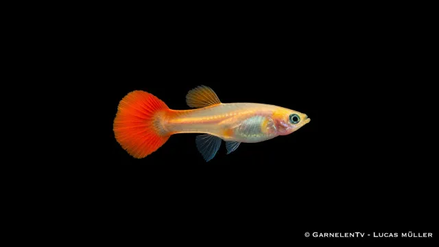 Garnelen TV Guppy hona Red Blond Poecilia reticulata