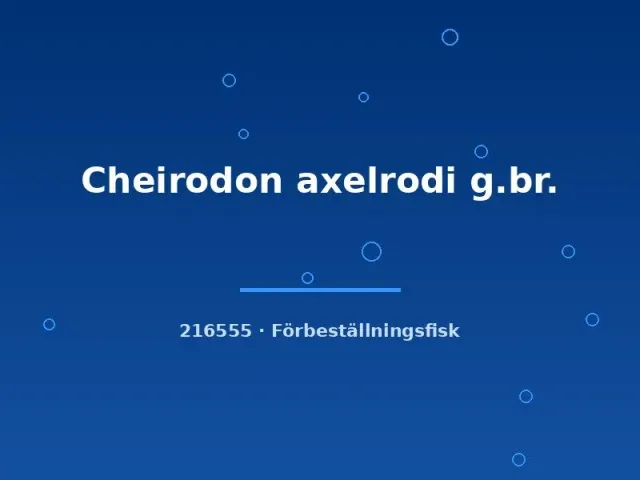 Näsets Ciklidhobby Cheirodon axelrodi kardinaltetra xlg