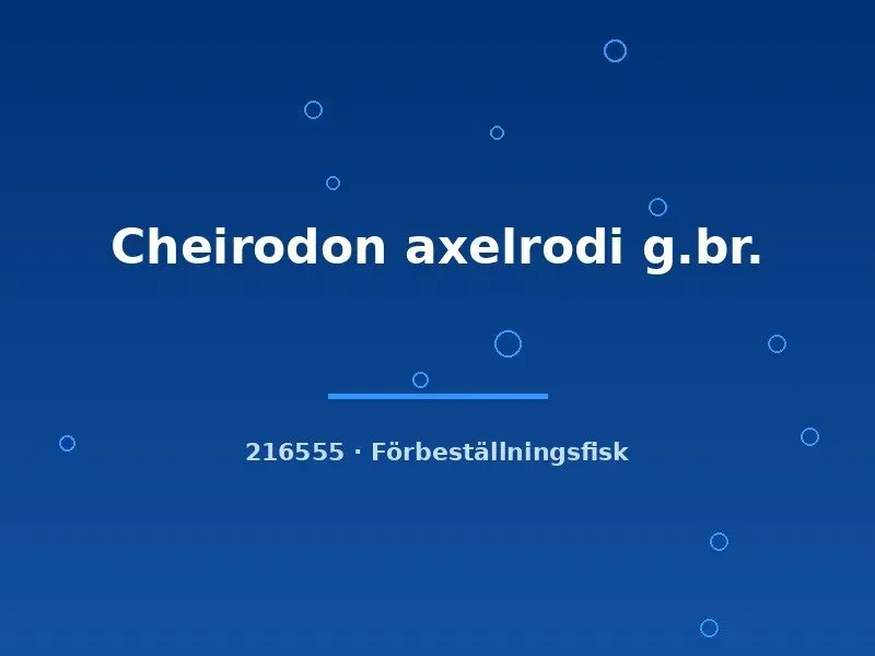 Näsets Ciklidhobby Cheirodon axelrodi kardinaltetra xlg