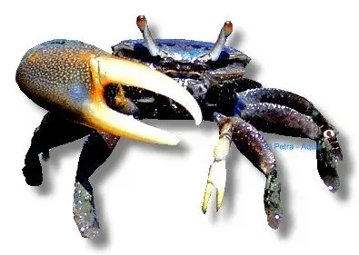 Uca forcipata vinkarkrabba 4–5 cm brackvatten