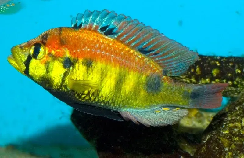 Haplochromis yellow belly ciklid 4-5 cm