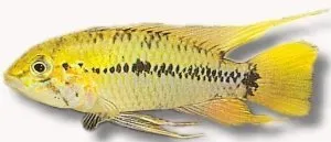 Näsets Ciklidhobby Apistogramma red point dvärgciklid XL