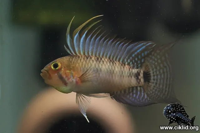 Apistogramma personata dvärgciklid 3–3,5 cm förbeställning