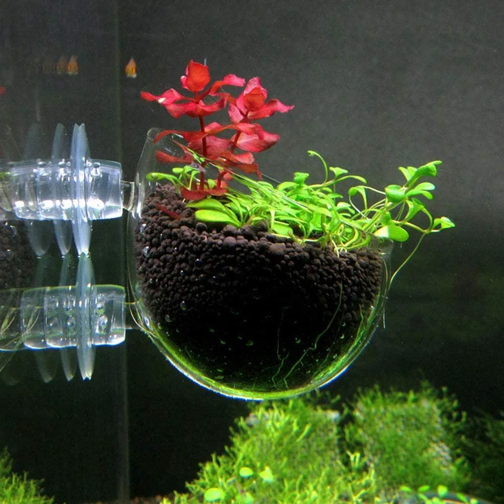 Garnelen TV glaskopp växtskål akvarium 7 cm sugkopp