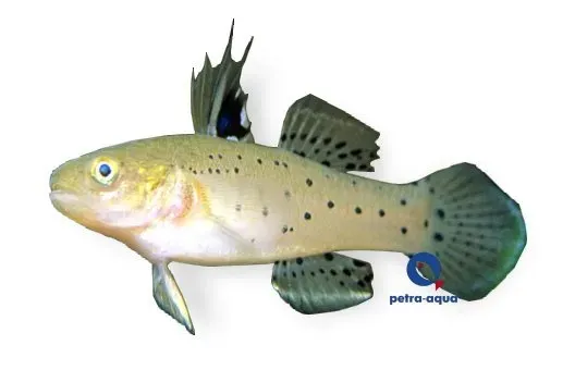 Stigmatogobius sadanundio akvariefisk 4–7 cm bräckvatten