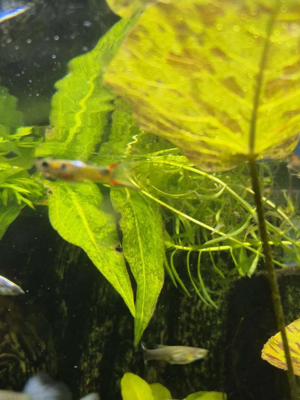Garnelen TV Endler guppy hane red scarlett akvariefisk