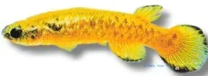 Näsets Ciklidhobby Marbled Rivulus killifisk 3–4 cm