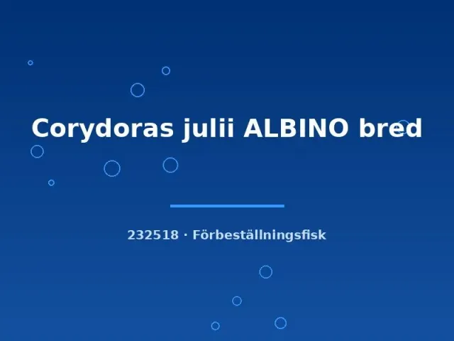 Näsets Ciklidhobby Corydoras julii albino pansarmal lg fläckig