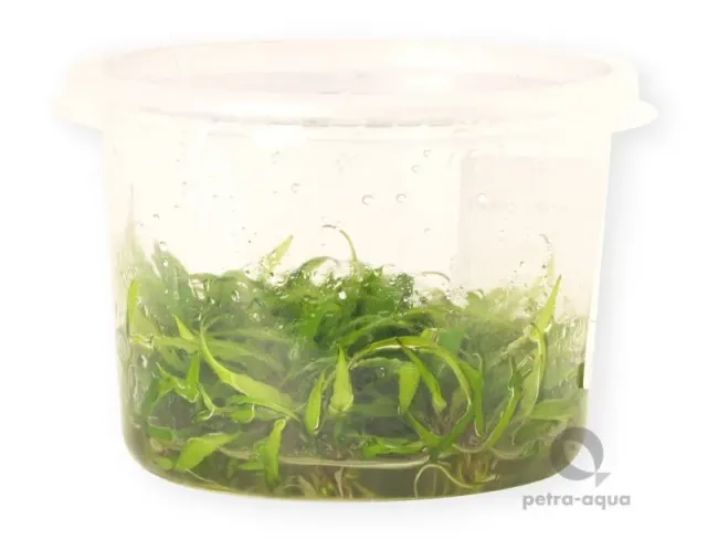 Näsets Ciklidhobby Cryptocoryne wendtii akvarieväxt kruka 10cm