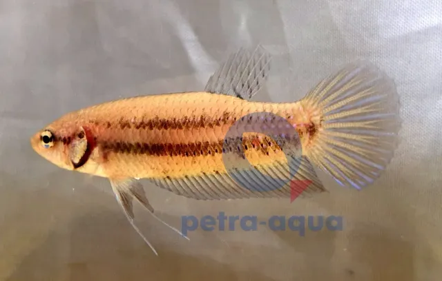 Näsets Ciklidhobby Betta Mahachaiensis kampfisk hona XL