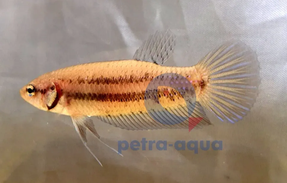 Näsets Ciklidhobby Betta Mahachaiensis kampfisk hona XL