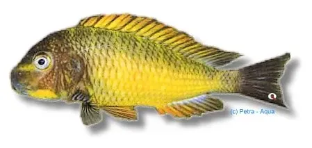 Näsets Ciklidhobby Tropheus moorii Golden Kazumba ciklid 4-5cm