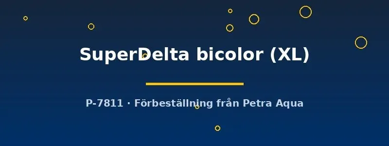 Betta spl. SuperDelta bicolor kampfisk hane XL
