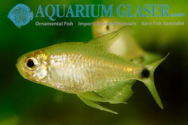 Näsets Ciklidhobby Hyphessobrycon elachys tetra lg stim