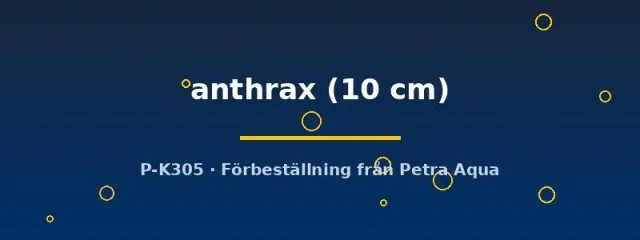 Näsets Ciklidhobby L235 Pseudolithoxus anthrax mal 10 cm svart