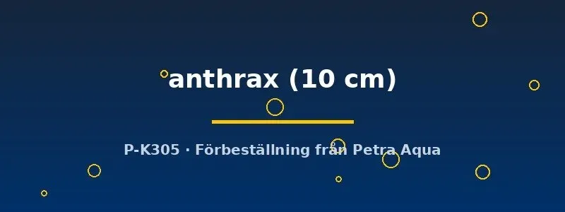 Näsets Ciklidhobby L235 Pseudolithoxus anthrax mal 10 cm svart