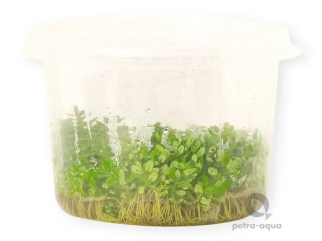 Ammania Bonsai akvarieväxt kruka 10 cm förgrund