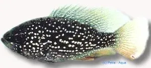 Enneacanthus gloriosus Diamond Sunfish akvariefisk 2,5-3 cm