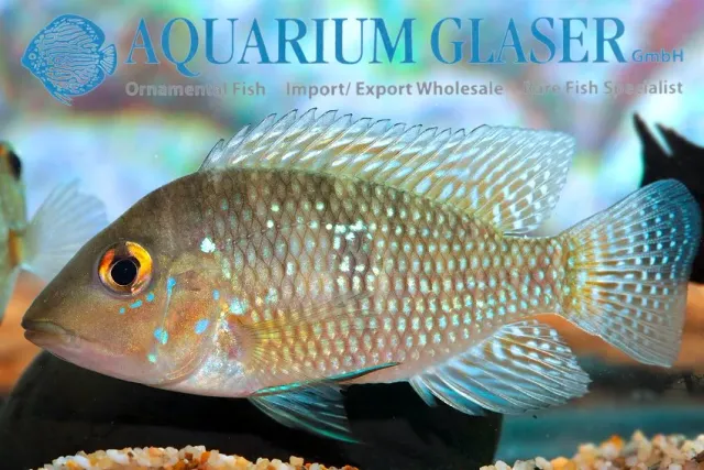 Näsets Ciklidhobby Geophagus brasiliensis ciklid 7-9cm wild