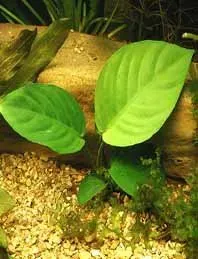 Näsets Ciklidhobby Anubias barteri akvarieväxt pot tålig
